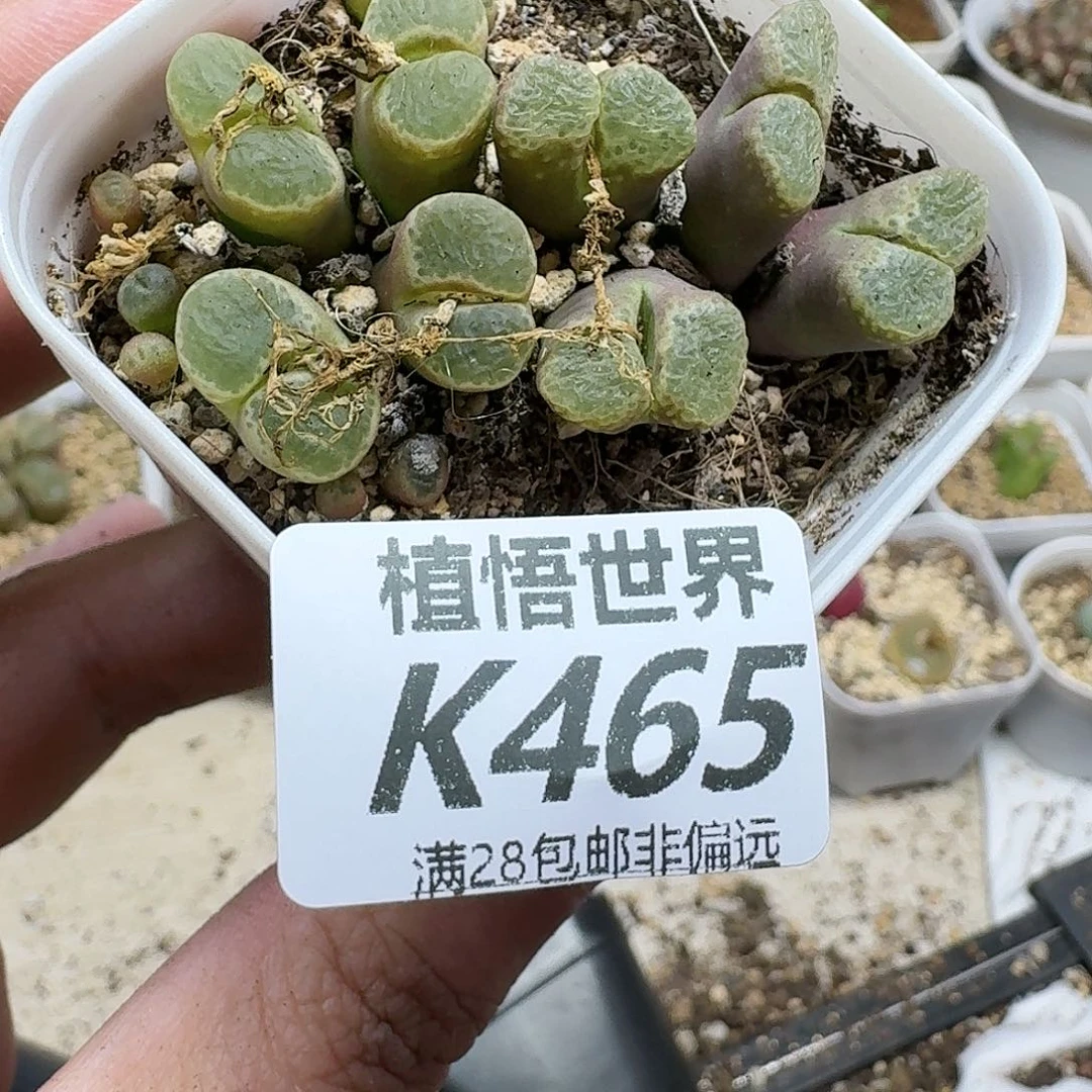多肉植物的润泽fgb