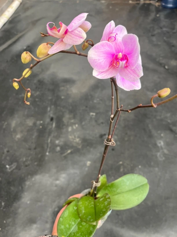 鲜花《绝代双骄》蝴蝶兰（拍5颗配篮子）