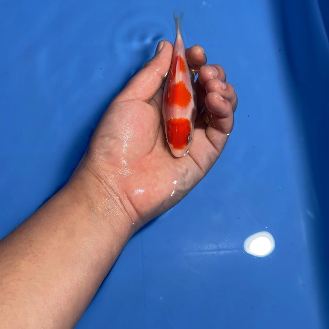 海水鱼板井精品盆拍鱼A级