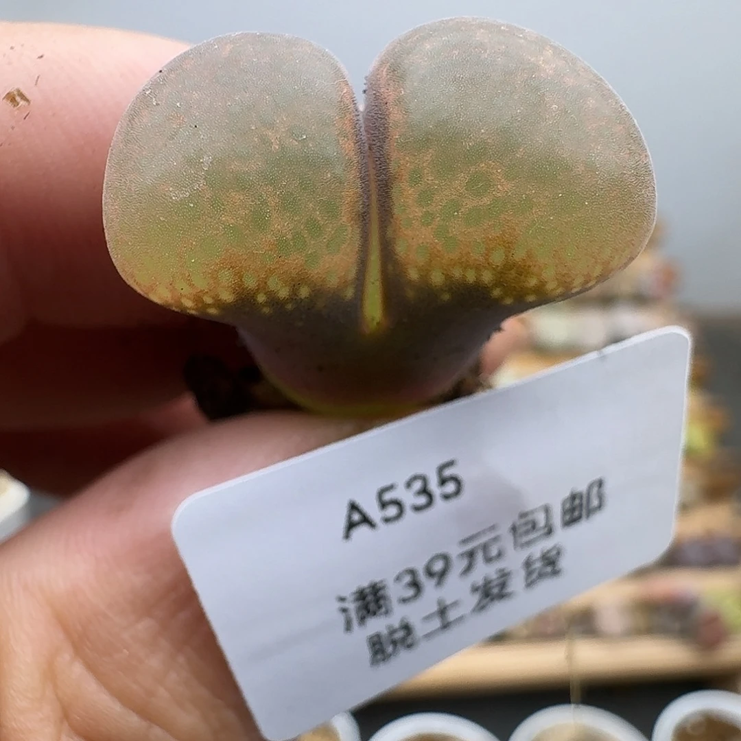 535多肉哈哈哈哈哈哈哈
