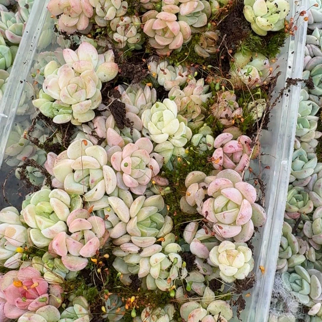 顶级珍妮切糕一盒量拍9-20