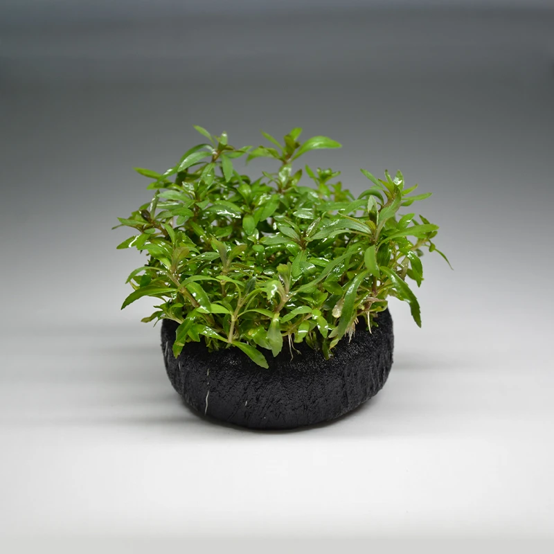 【后景草·日本百叶】新店福利新手懒人坨草水草鱼缸造景水草后景草