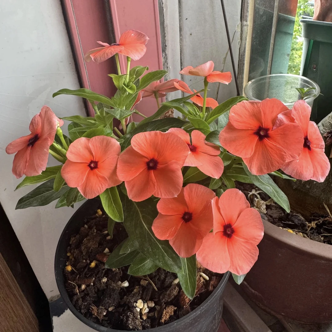 【橘子果酱】刺青系列稀有品种长春花天天开耐热耐晒皮实好养易活