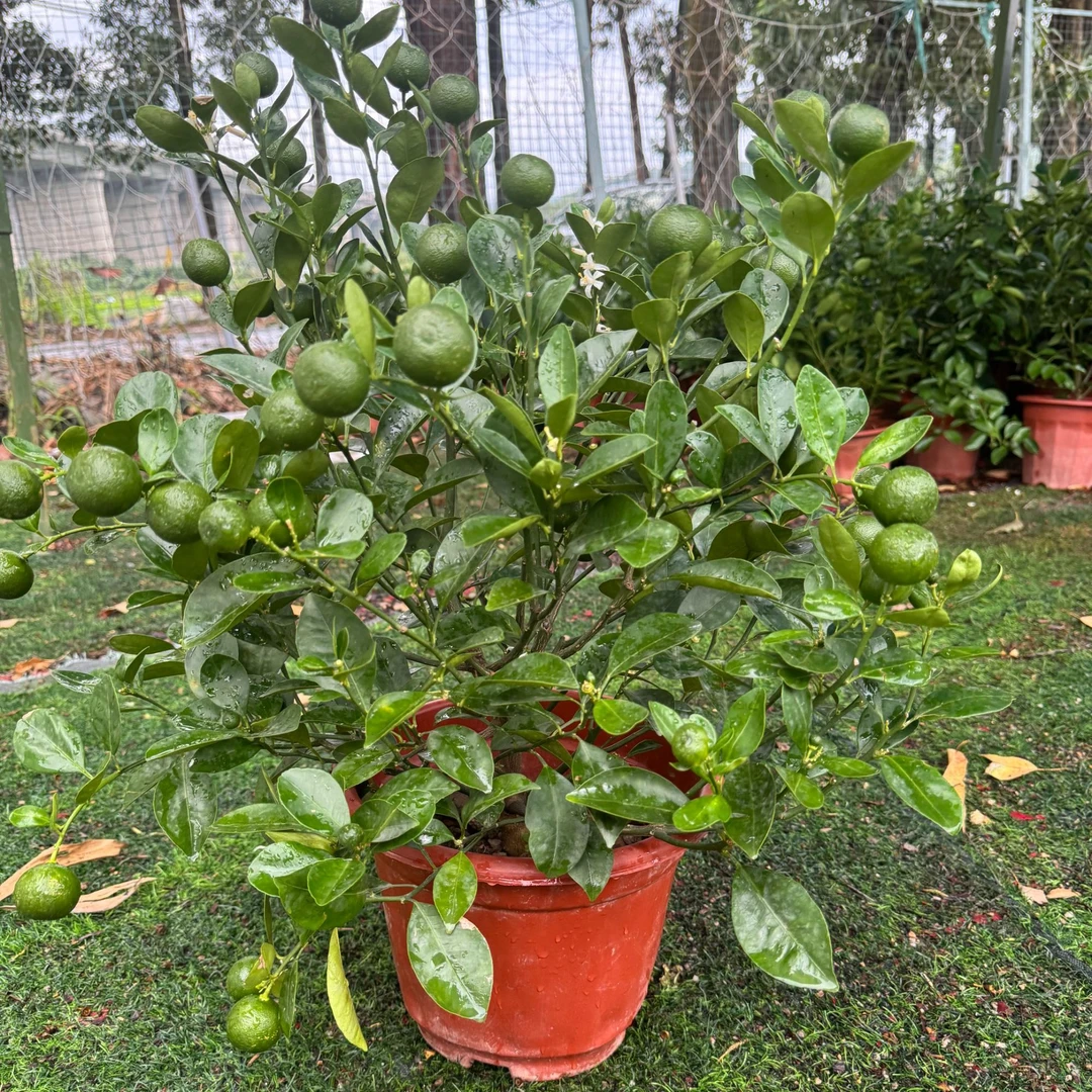 四季吉绿植盆栽观赏花卉植物室外好养易活老桩树苗盆景1x