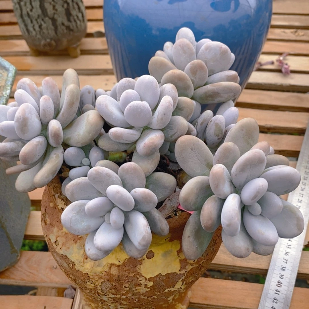 平***乐多肉植物肉肉植物
