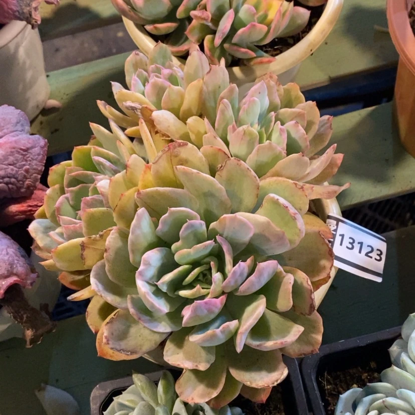 【闪购商品】要****?绮罗锦13123