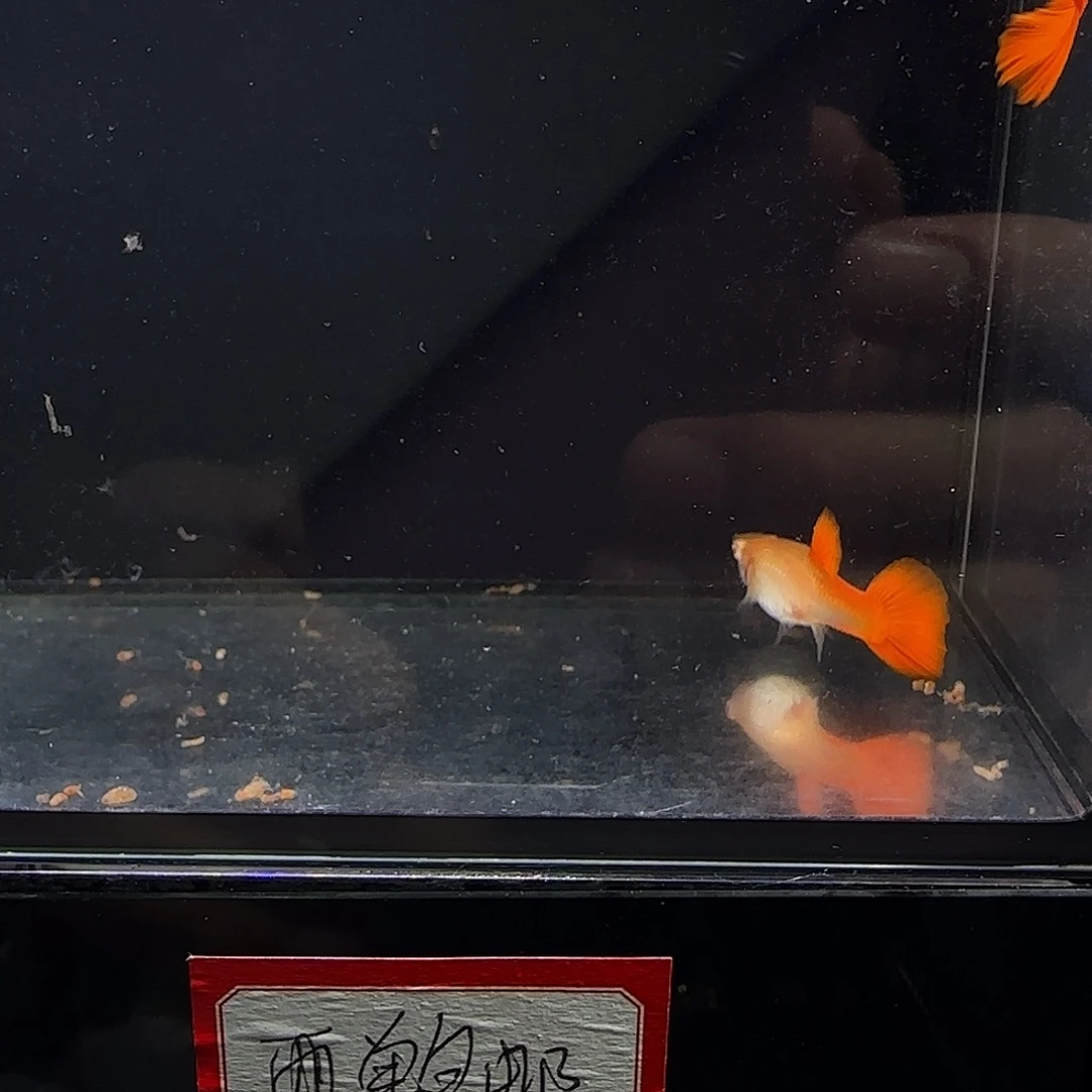 孔雀鱼血红小圆尾一对