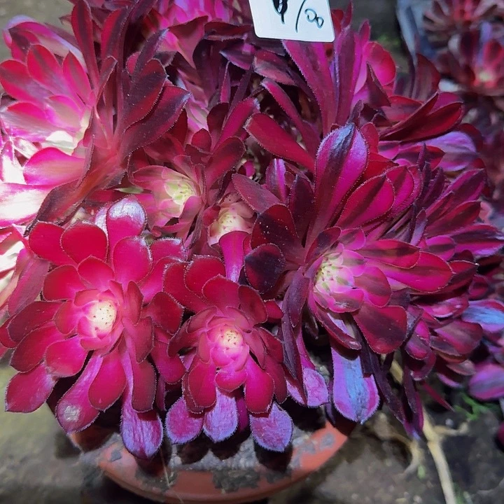 蜡**葵精品红铜壶超白锦朵朵100