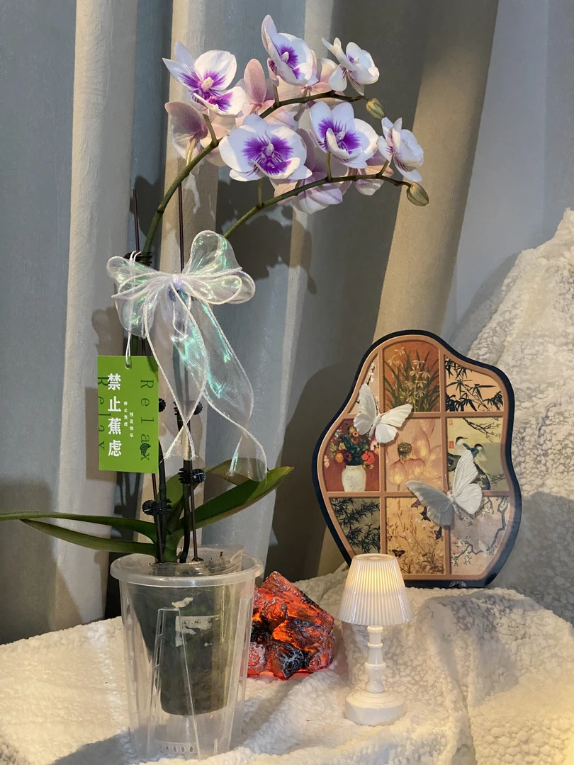 蝴蝶兰带花大苗室内绿植盆栽花期长好养耐养蒙蒙