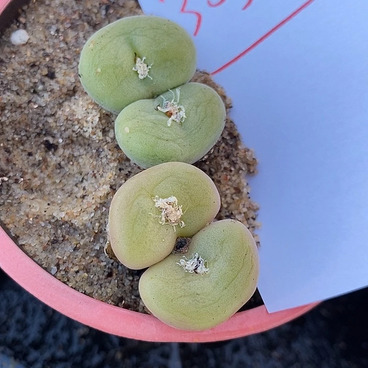 30321。 两颗母本双头孔卡佛。