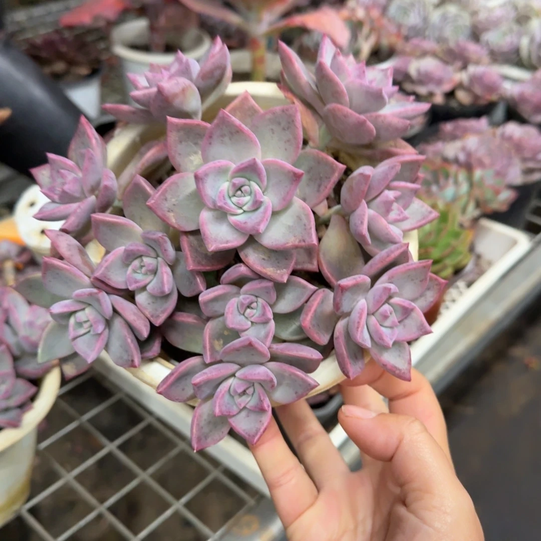 宾月多头群生整装