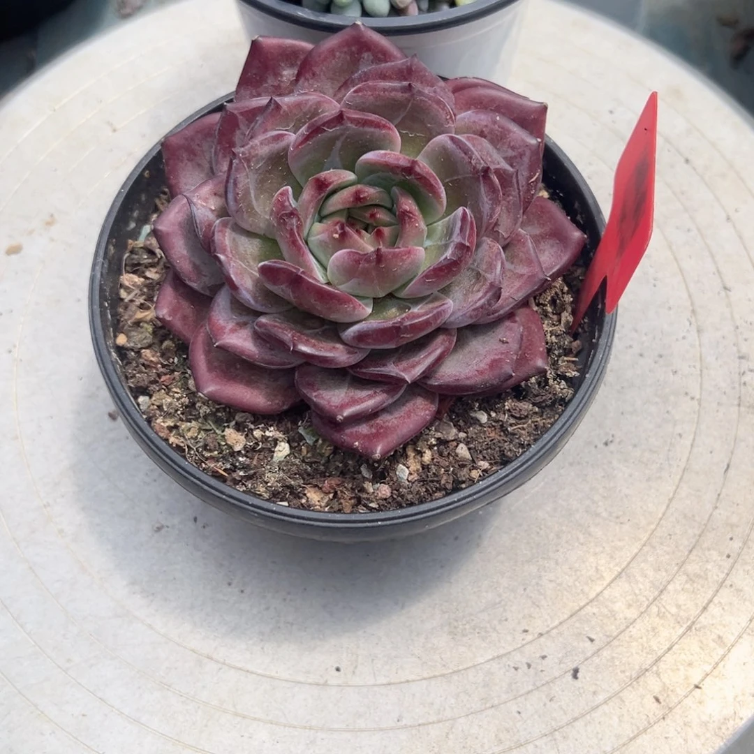 宛***空精品多肉植物老桩