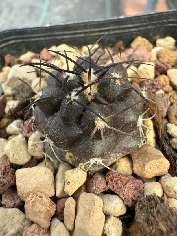 实生黑王仙人球冠服2.2