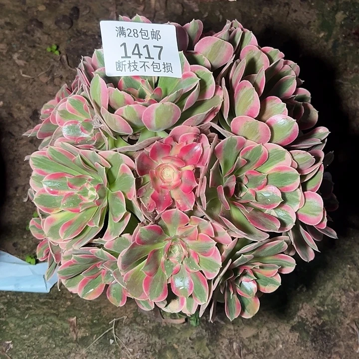 1417丛林粉女郎多肉植物