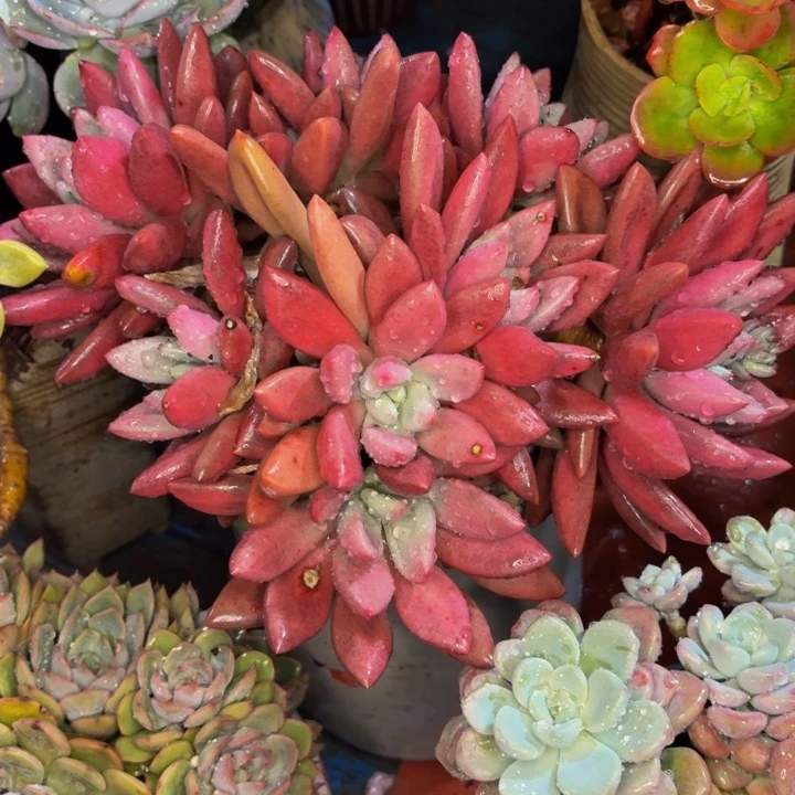 牛***嫂老桩精品肉肉桃花源