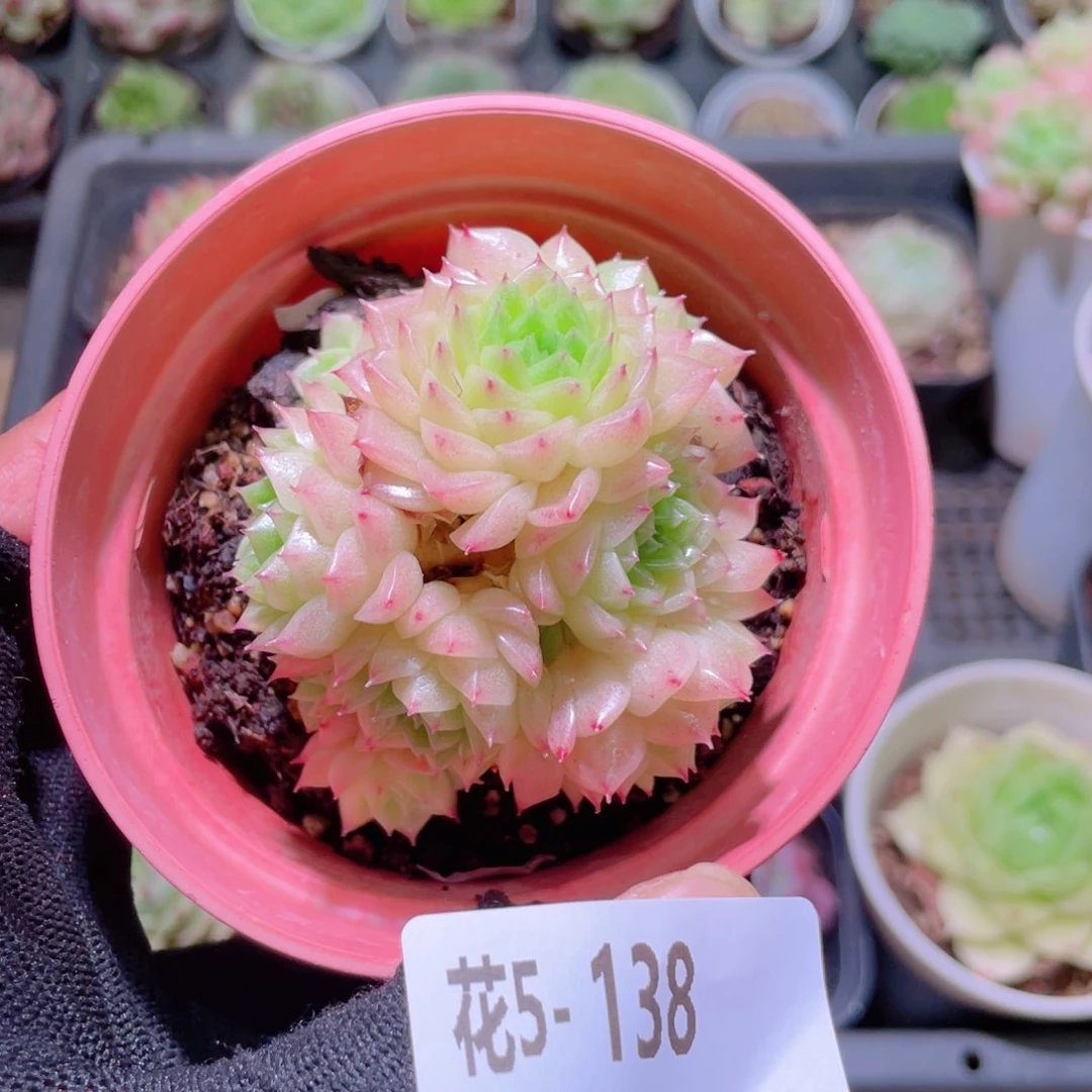 爱***x花利美5-138麦秆群