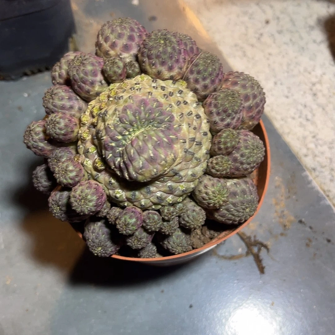 紫丽丸大群一物一拍下单包邮