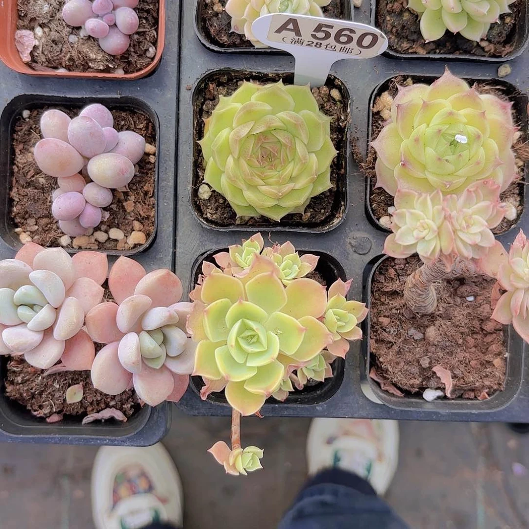 A560麦秆一物一拍