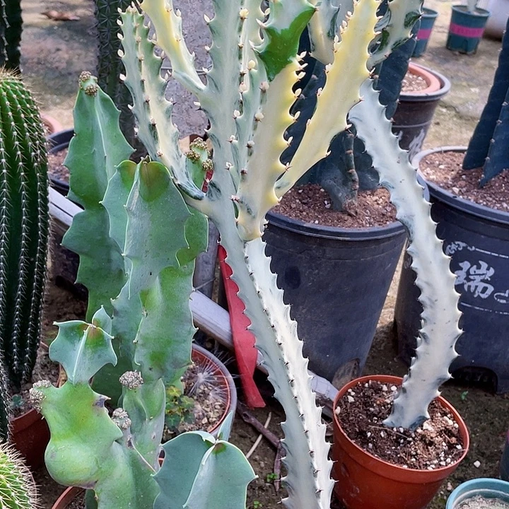 完全开放白龙骨补差价