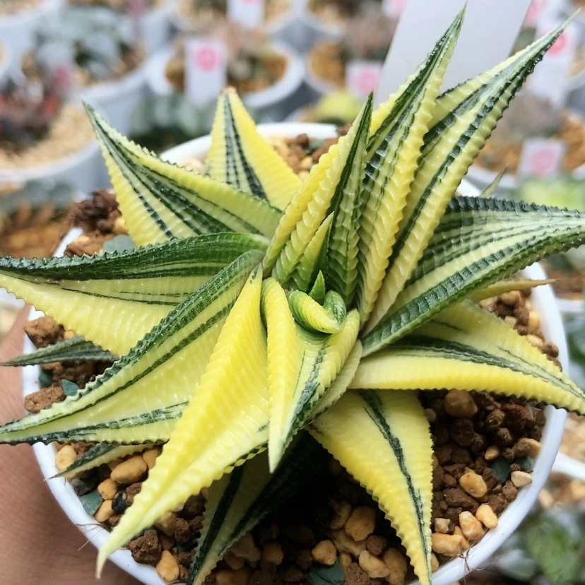 【闪购商品】琉璃殿82