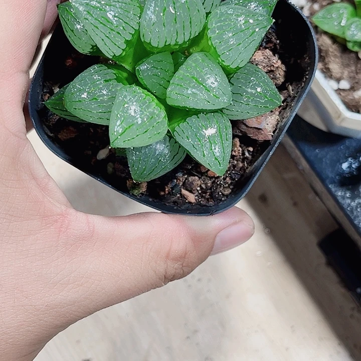 特价处理青雉姬德
