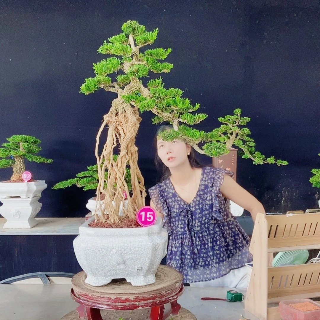 当前无花朵，栽培后可花朵