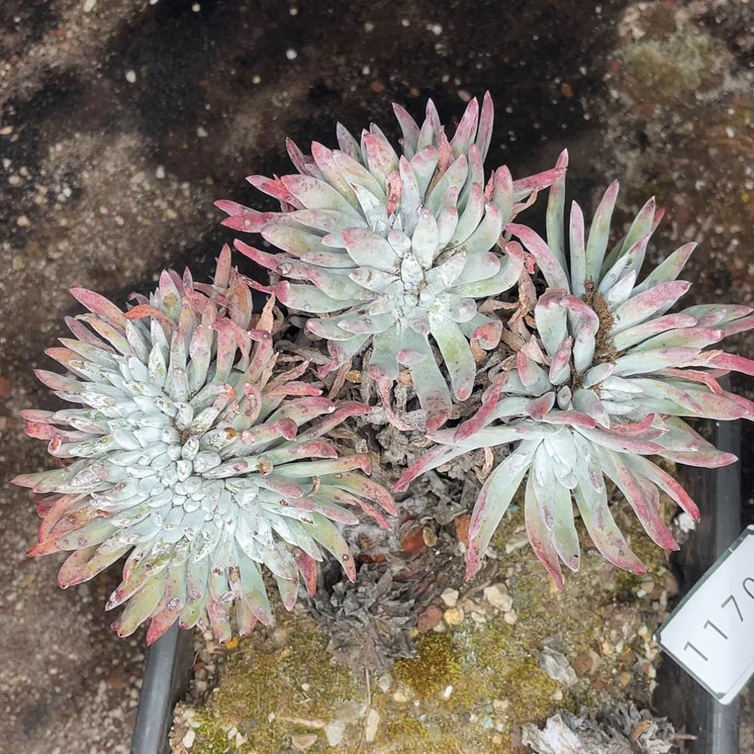 奥罗拉缀化多头11705