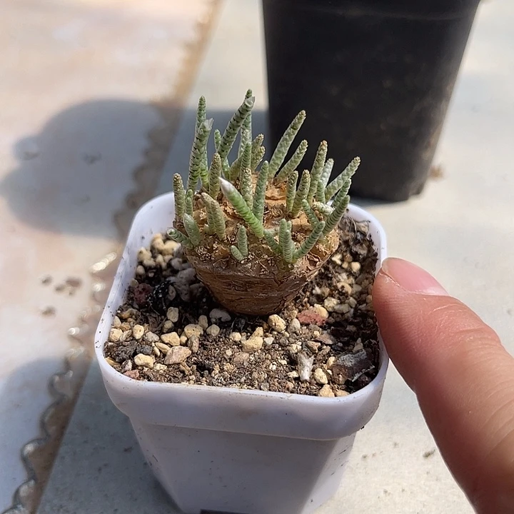 无花朵老家产地红花韧锦