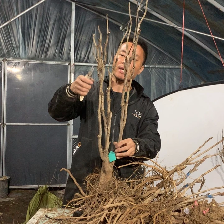 无花朵花王一物一拍