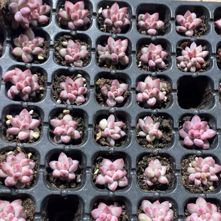 虞美人9.9五颗8888888