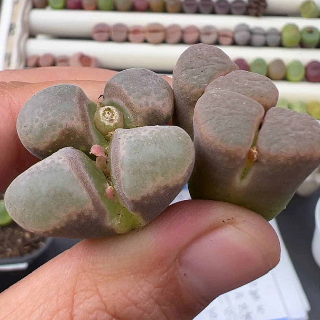 12.10好看的多肉脱土发货705