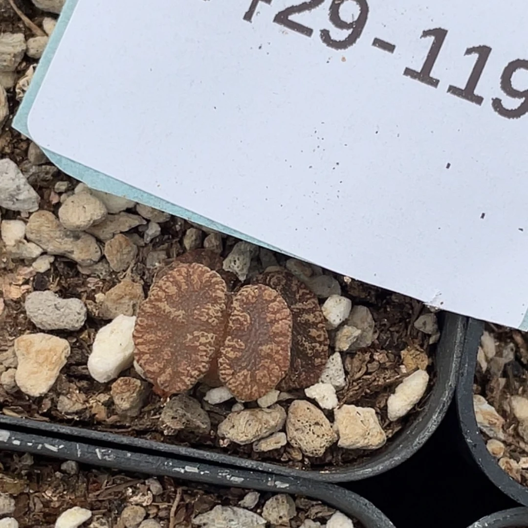 水***冻29-119肉锥多肉植物