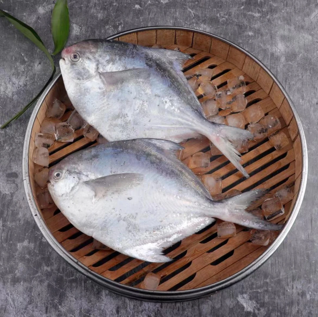 【本地平子鱼】本地平子鱼银鲳鱼野生海鱼新鲜肉厚