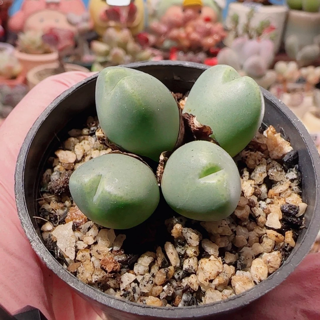 T胖胖口笛盆口3.5cm
