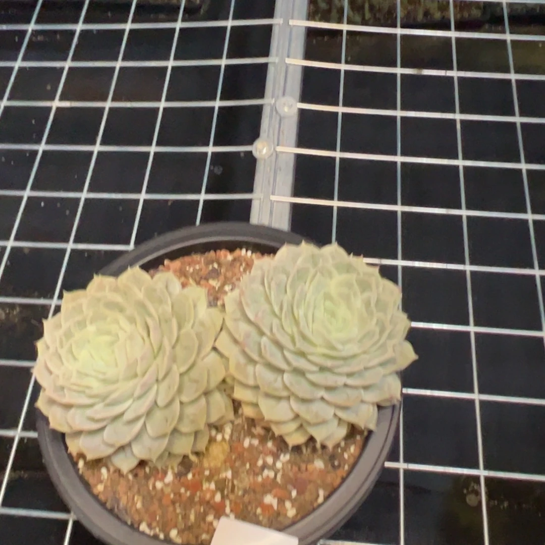 简*8596肉多呢我哦肉