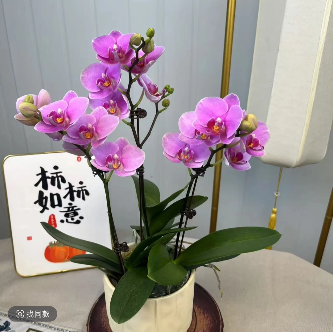 【紫蝶】蝴蝶兰高端绿植精致蝴蝶兰（开爆福利没花苞）