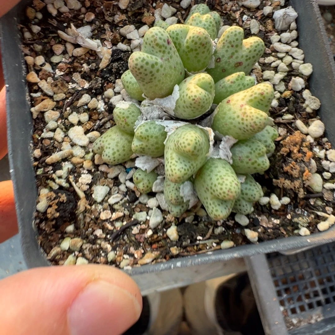 16-133肉锥多肉植物