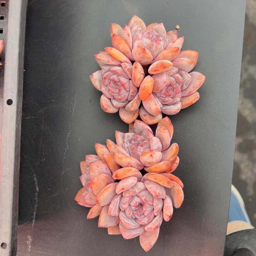 俩个三头星影00000000000