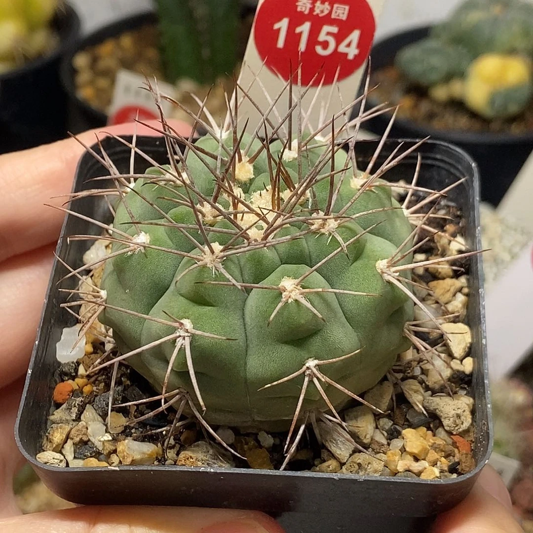实生守金摩天龙一颗4.8cm