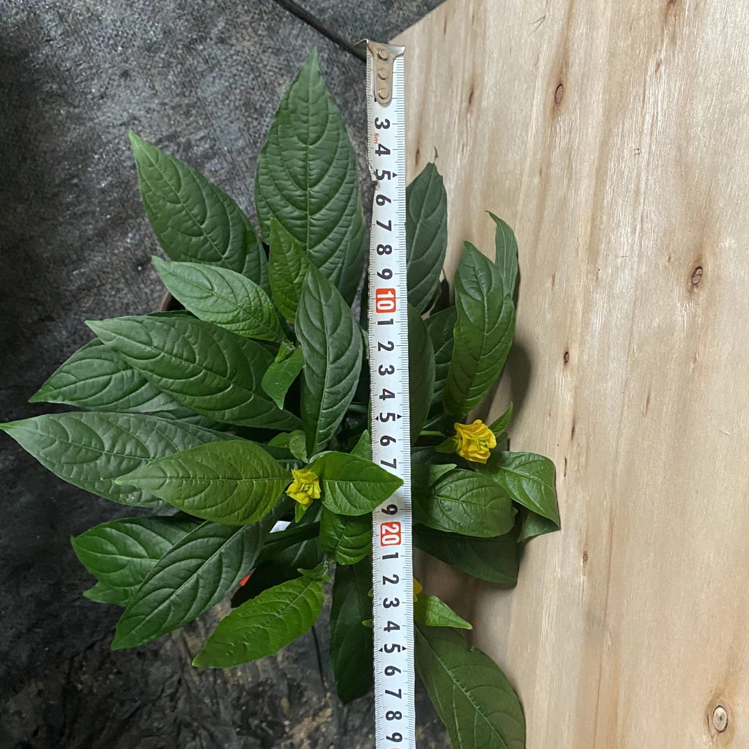 黄金塔北方风化砂养殖不闷根不用洗根