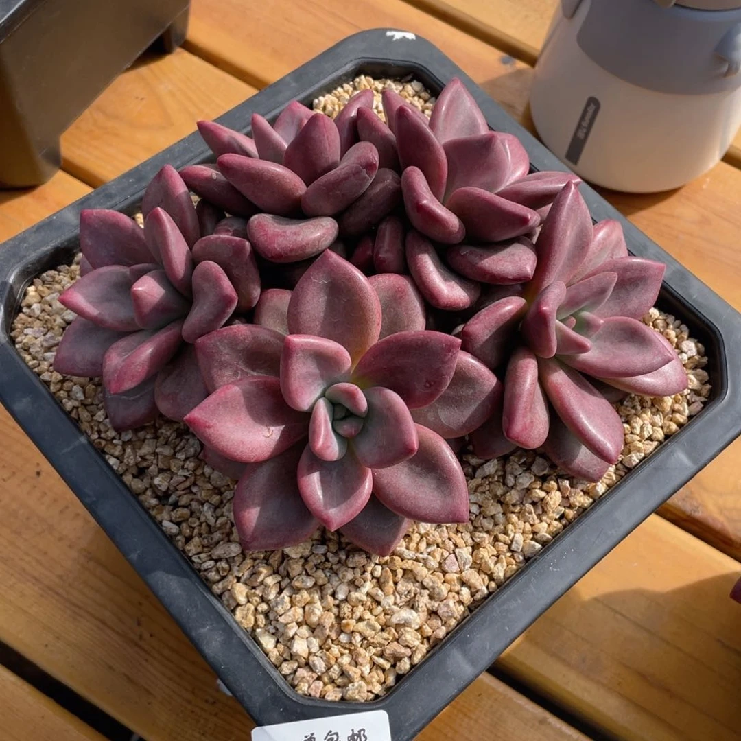 1110-17-赫菲，，，，，，，