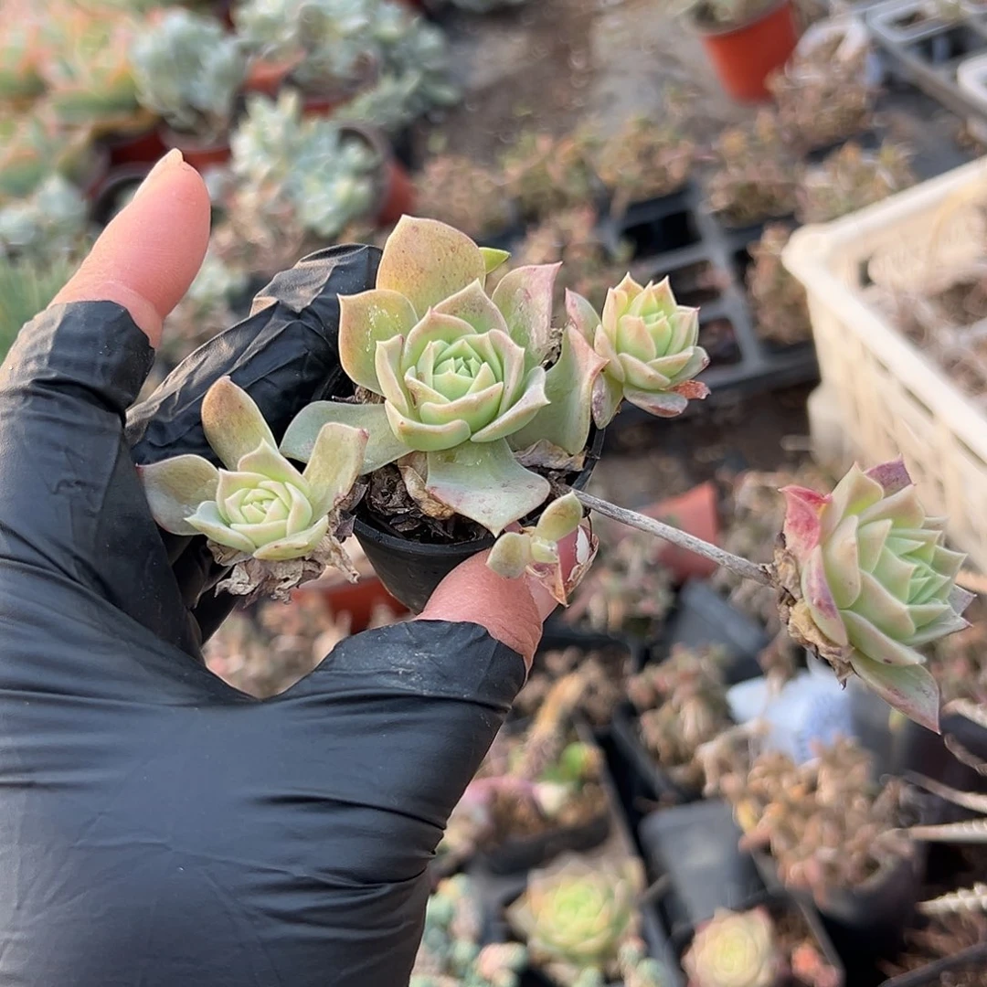 多肉植物翡翠塔群