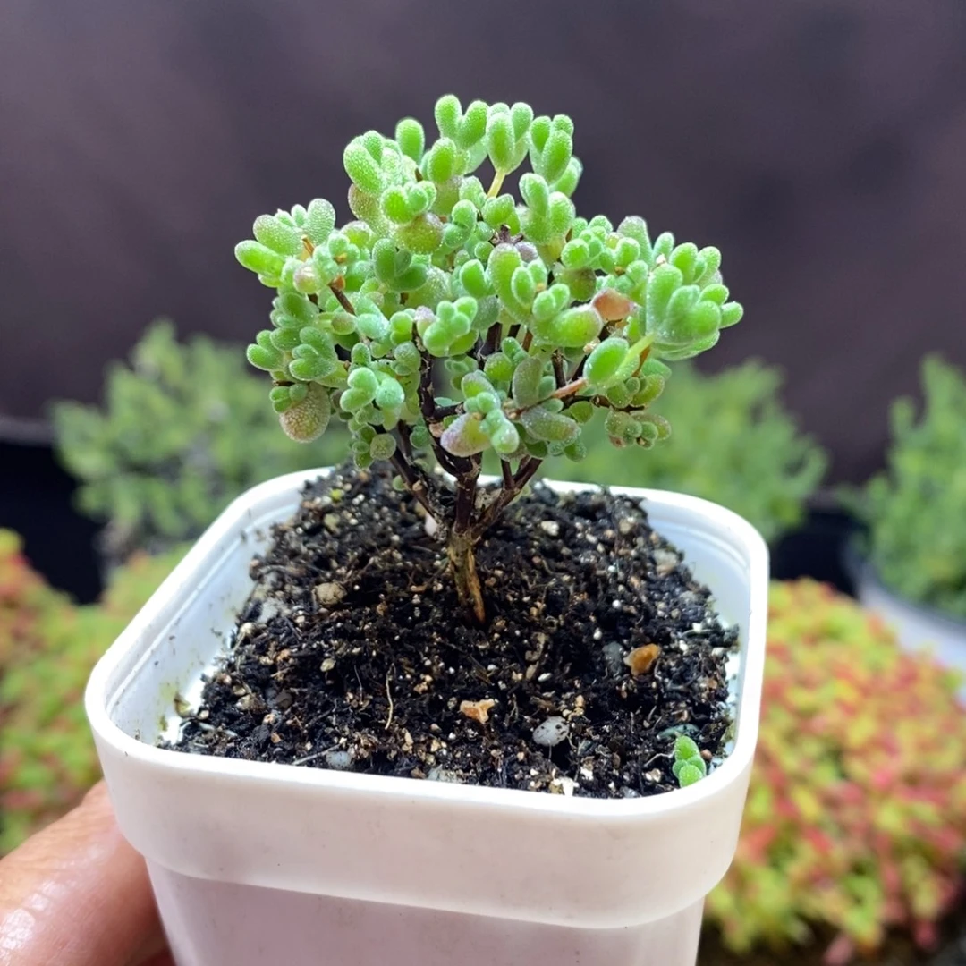 无花朵98号实生精控莱斯