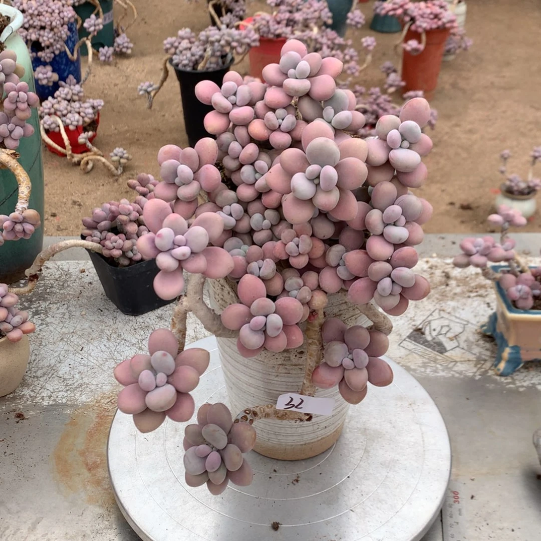 桃蛋老桩不带盆32号