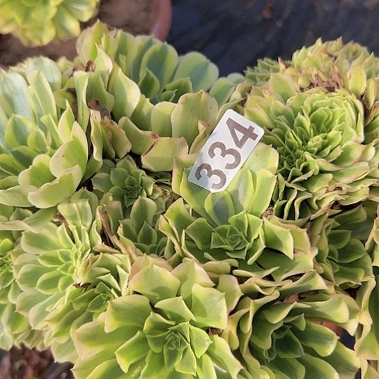 英***姐多肉植物一个绿豆沙