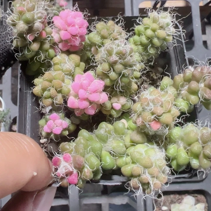 茶笠精品多肉植物