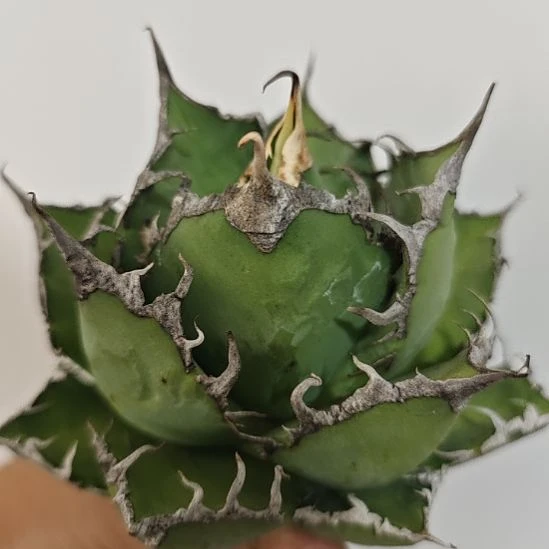 凯撒龙舌兰，凯撒龙舌兰