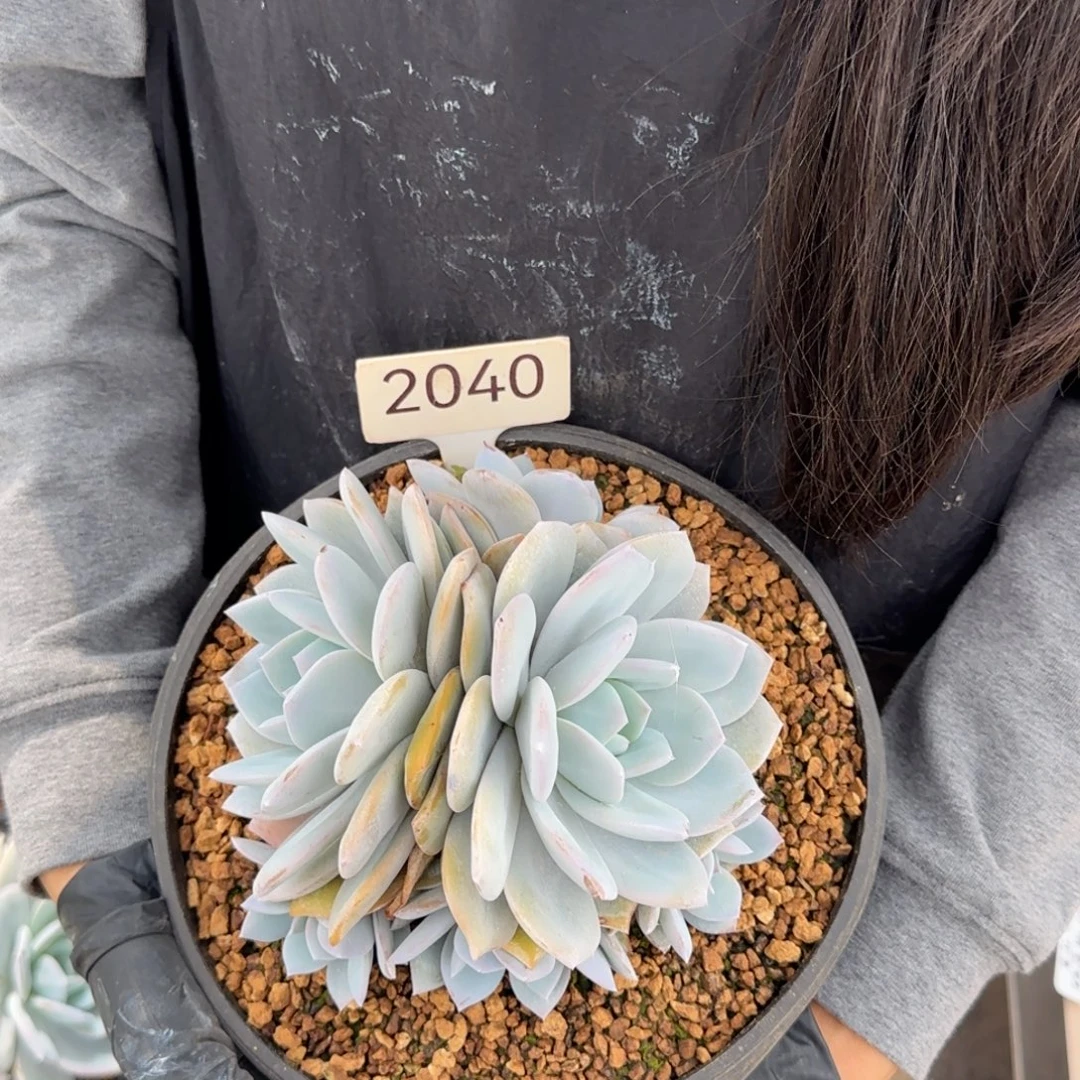 六头奶茶   2040号