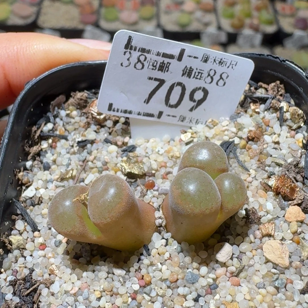 Sss精品清货价709