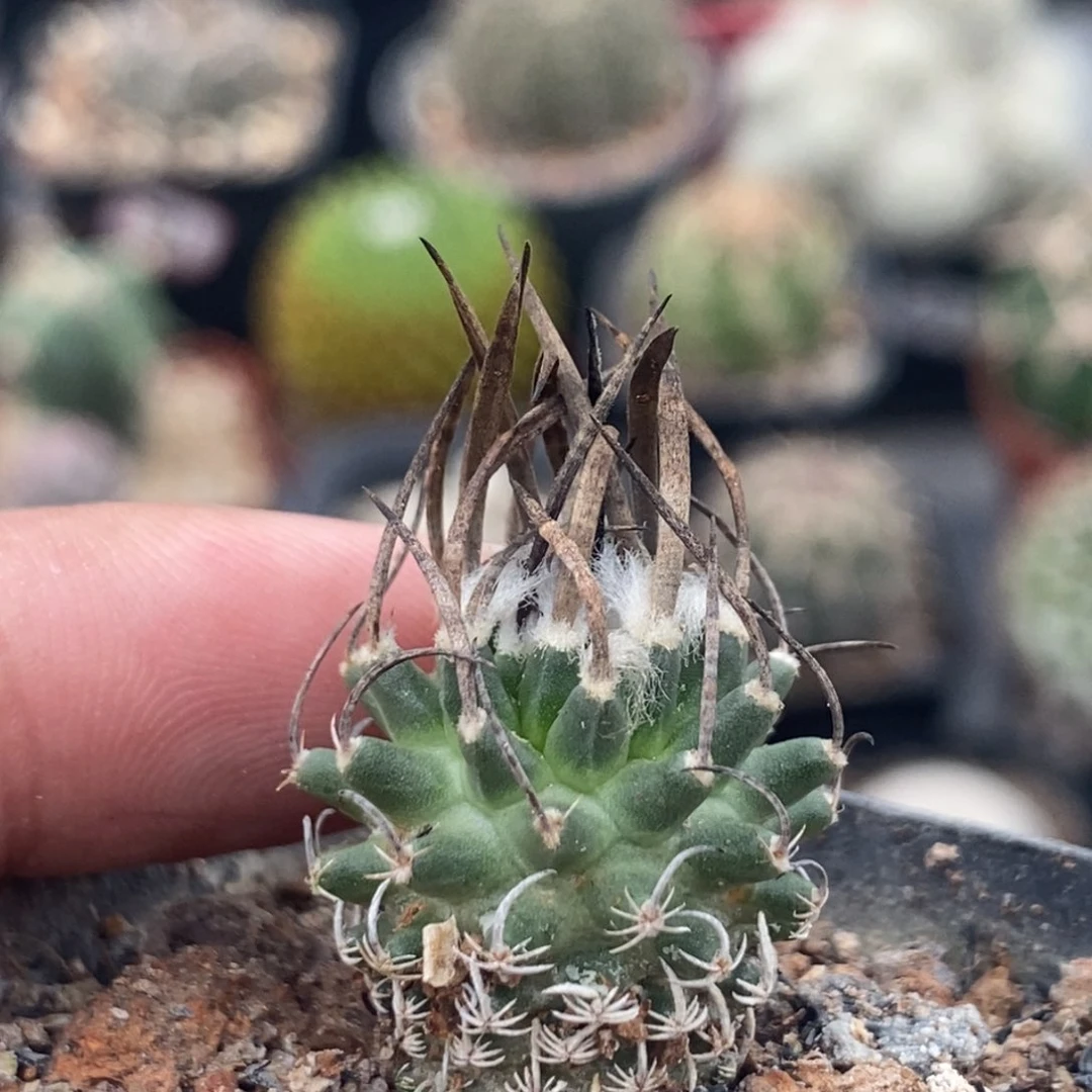 植播园艺直刺升龙丸